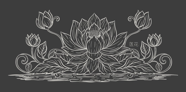 荷叶写生，线条优美。背景上孤立的花。复古蚀刻植物莲花。图片下载