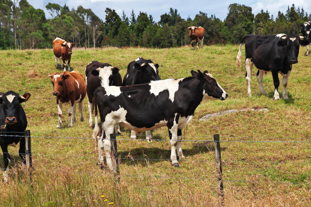 在新西兰的山丘和田野上图片下载