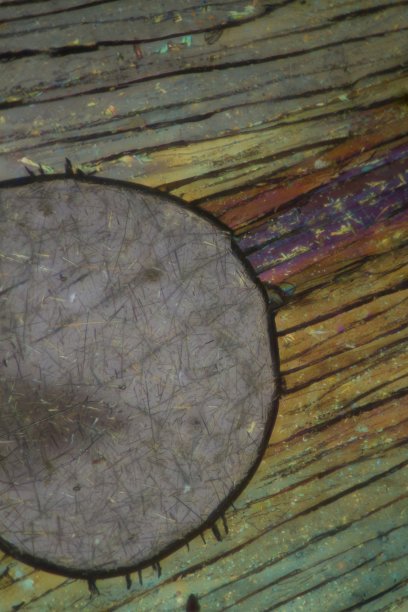 化学物质苦味酸由显微镜偏振光制成图片下载