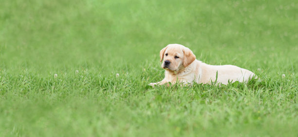 一只拉布拉多犬躺在绿草地上。背景模糊。带复印空间的照片。图片下载