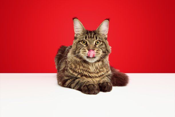 有趣的家猫，宠物，缅因猫的特写肖像，在白色的桌子上伸出舌头，孤立的红色工作室背景。图片下载