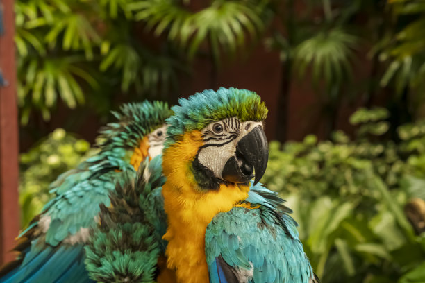 蓝色，绿色和黄色金刚鹦鹉的大头照，非常酷的散景背景，适合用作壁纸，动物教育，图像编辑材料等。图片下载