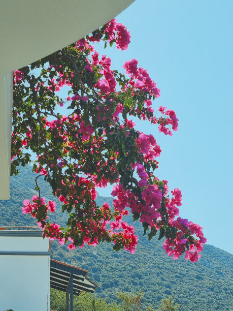 垂直的照片。阳台上挂着美丽的花枝，以蓝天和群山为背景。图片下载