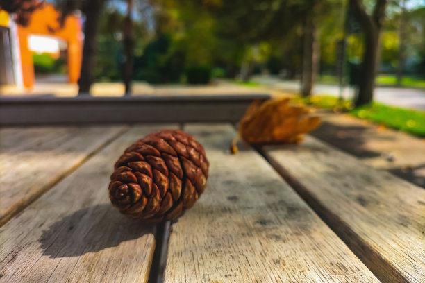 模糊的大气照片，落下的松果和枫叶躺在户外木制的桌子上图片下载