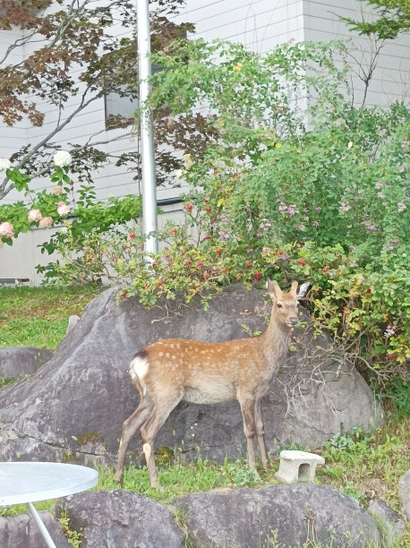 日本山里的野鹿图片下载