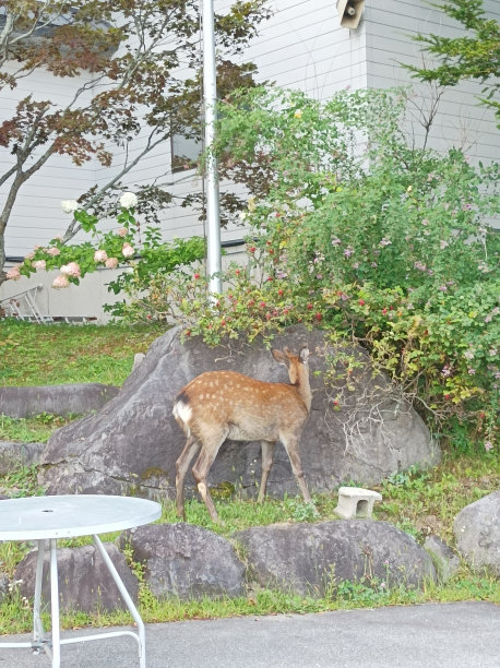 日本山里的野鹿图片下载