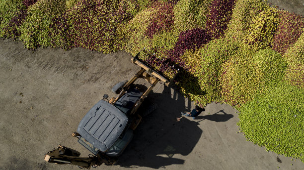 收集苹果果实，批发采购地点，操作工人和机器，准备送到果汁厂图片下载