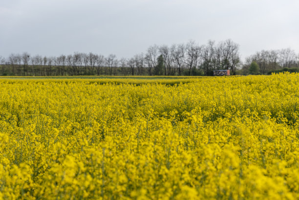 盛开的油菜地图片下载