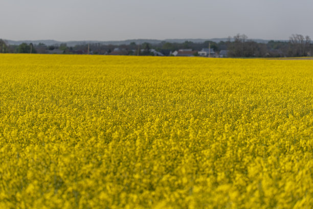 盛开的油菜地图片下载