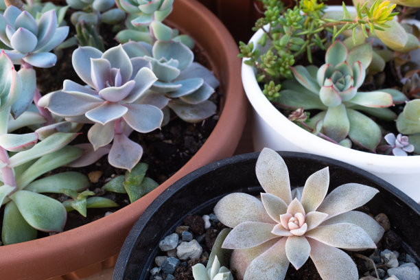 盆栽多肉植物，俯视图。迭香、景天和天竺葵。多肉植物海报，日历，邮政，屏幕保护程序，壁纸，明信片，横幅，封面，网站。高质量照片图片下载