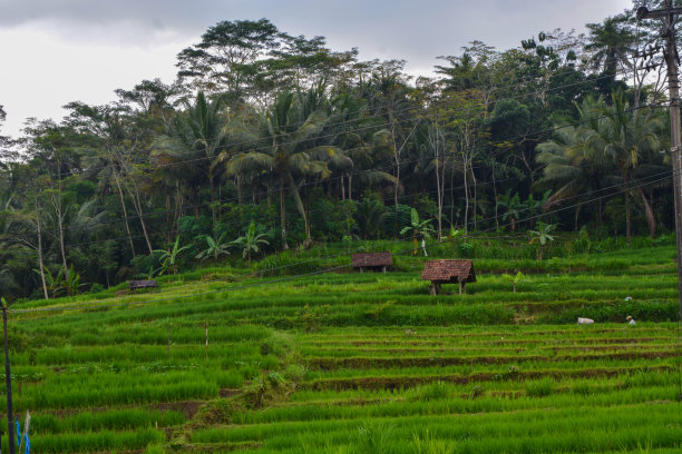 照片中的自然风光以清新森林的形式呈现图片下载