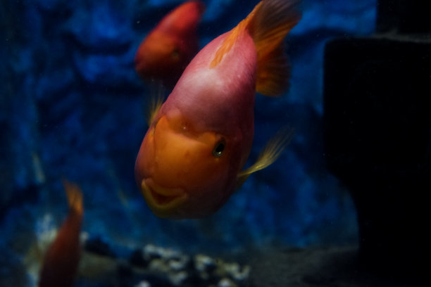 在深海水族馆中游动的鹦鹉鱼的选择性焦点。图片下载