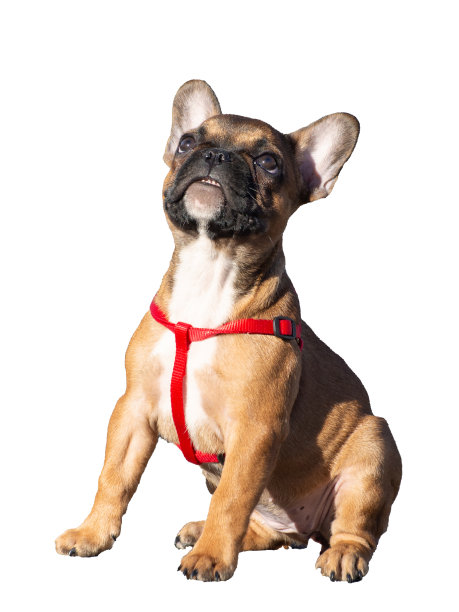 可爱的法国斗牛犬小狗，孤立的白色背景。图片下载
