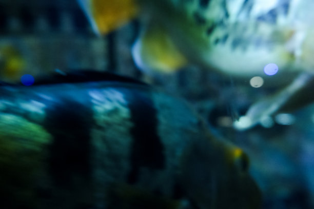 孔雀鲈鱼在深海水族箱中游动的模糊图像。图片下载
