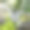 水苹果或番石榴苗圃照片与美丽的新鲜颜色的叶子与绿色的水果库存照片图片下载