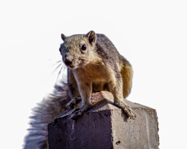 灰小胼胝体，灰小胼胝体科，白松鼠，模切，白底，分离图片下载