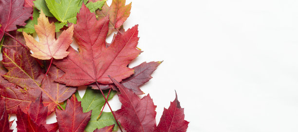 色彩缤纷的秋天枫叶在白色的背景与文字的复制空间图片下载