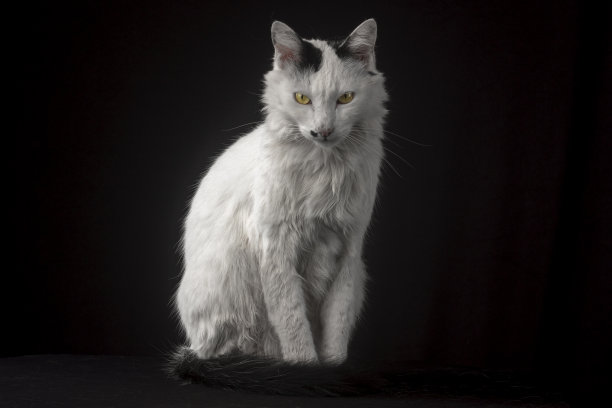 白色的猫在工作室的照片与黑色的背景图片下载