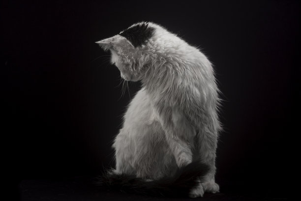 白色的猫在工作室的照片与黑色的背景图片下载