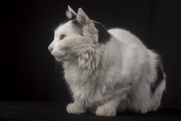 白色的猫在工作室的照片与黑色的背景图片下载