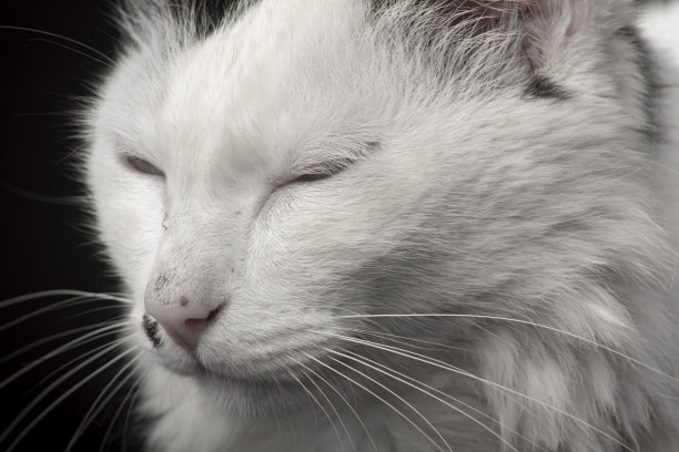 白色的猫在工作室的照片与黑色的背景图片下载