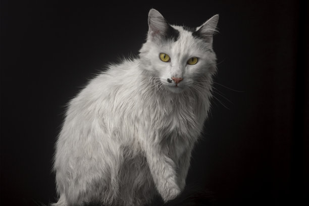 白色的猫在工作室的照片与黑色的背景图片下载