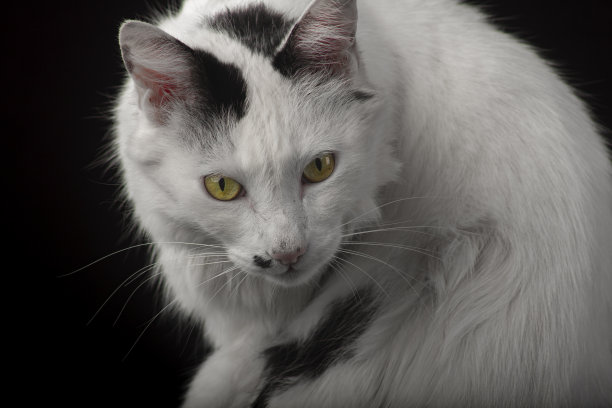 白色的猫在工作室的照片与黑色的背景图片下载