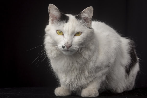 白色的猫在工作室的照片与黑色的背景图片下载