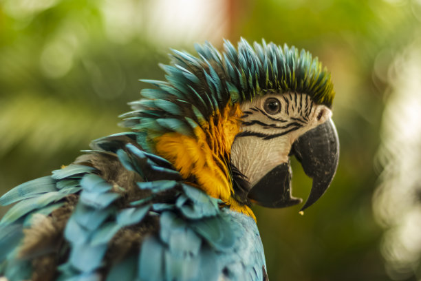 蓝色，绿色和黄色金刚鹦鹉的大头照，非常酷的散景背景，适合用作壁纸，动物教育，图像编辑材料等。图片下载