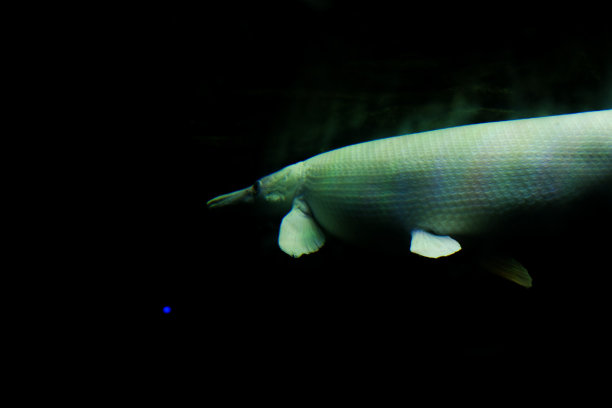 在深海水族箱中游动的比目鱼的选择性焦点。图片下载