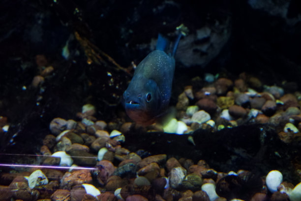 在深海水族馆里游动的食人鱼的模糊图像。图片下载