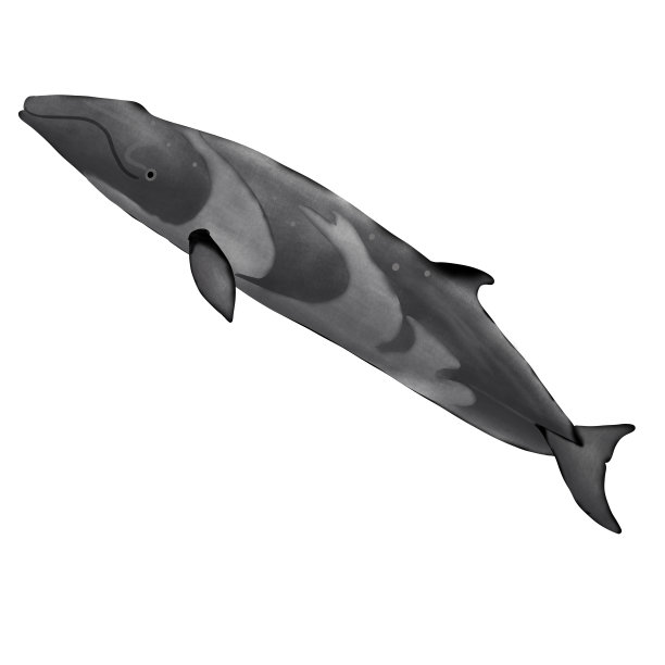 白色背景上的侏儒露脊鲸。图片下载