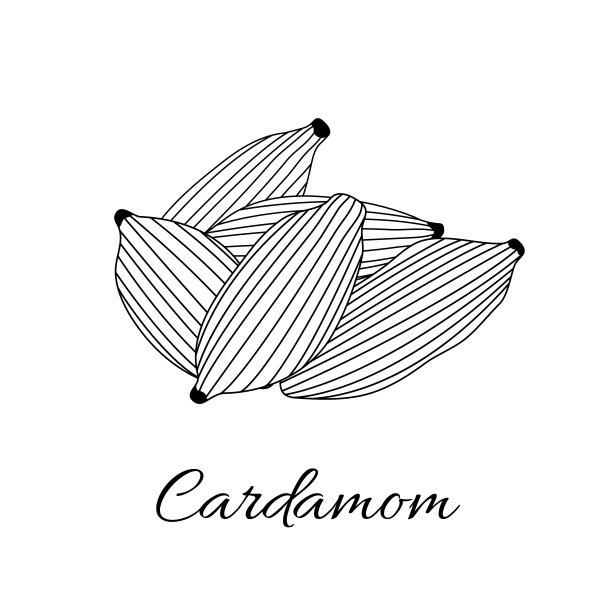 小豆蔻图片下载