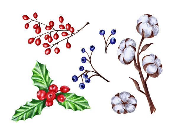 一套冬季和圣诞节装饰植物，手绘水彩技术标记插图图片下载