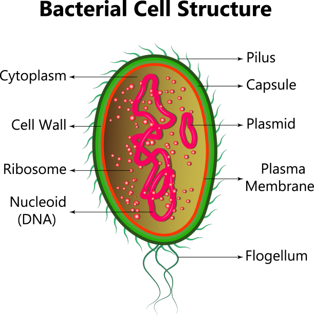 细菌细胞解剖标记结构图片下载