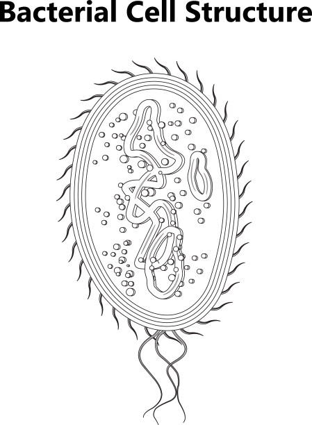 细菌细胞解剖标记结构图片下载