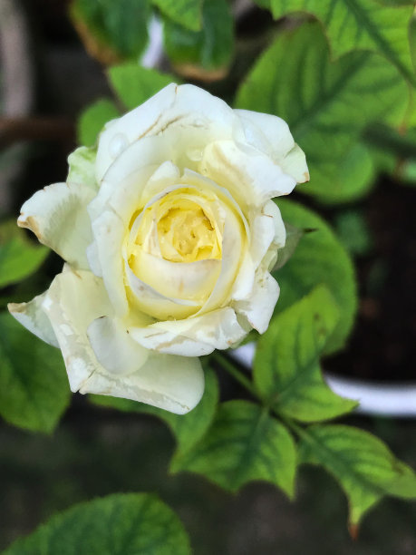 美丽的白玫瑰被绿叶包围，照片库存图片下载