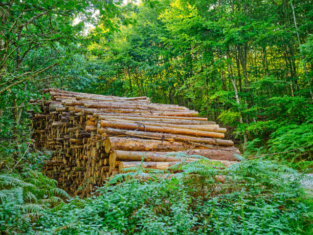 原木图片下载