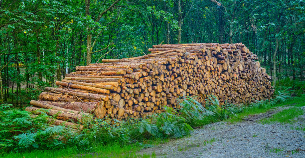 原木图片下载