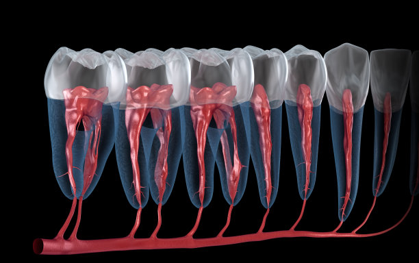 牙根解剖，x线透视。医学上准确的牙科3D插图图片下载