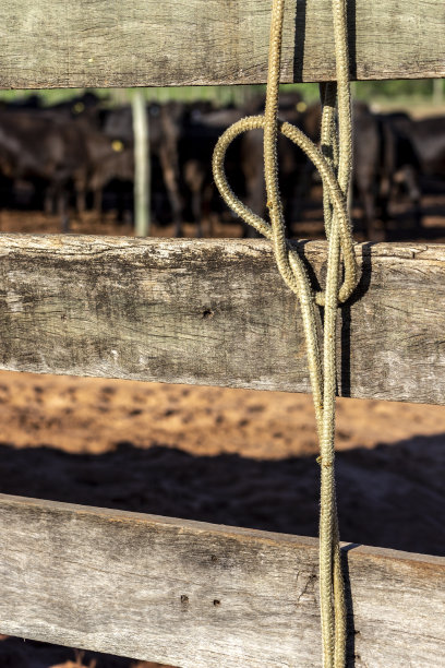 带弓的绳子挂在木栅栏上，背景是安格斯牛图片下载