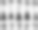 黑色的棕榈树被隔离在白色的棕榈树上图片下载