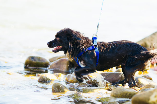 带着皮带的湿狗站在河边看着水图片下载