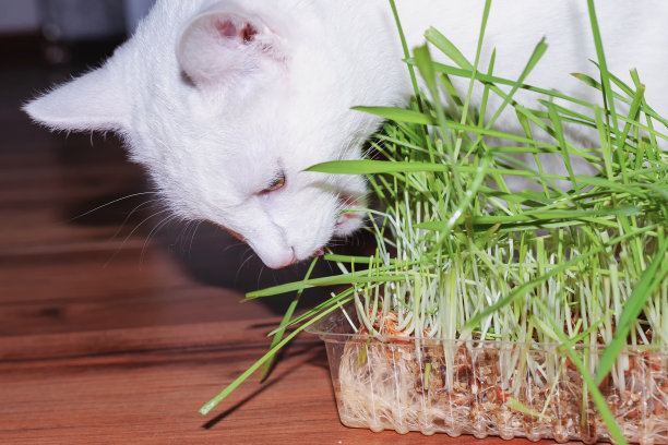 白猫吃着美味的小麦胚芽图片下载