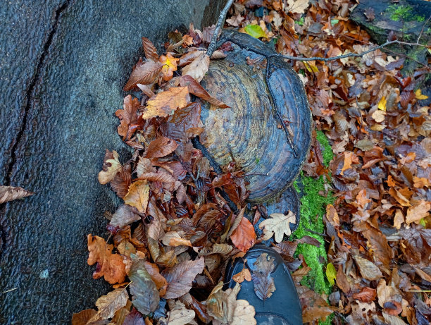 山毛榉树干上的蘑菇上覆盖着湿漉漉的落叶。森林中央一棵树上的巨大蘑菇，上面的特写照片。图片下载