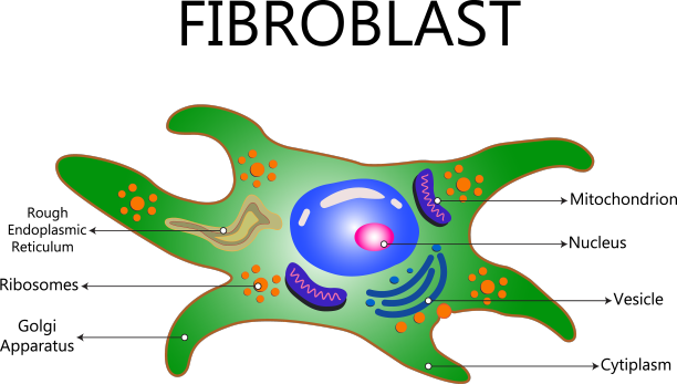 胶原蛋白和成纤维细胞皮肤与胶原蛋白图片下载