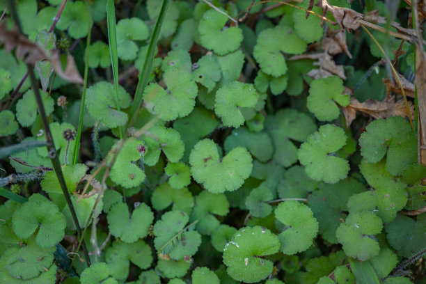 热带森林中绿色的小树叶的特写照片。图片下载