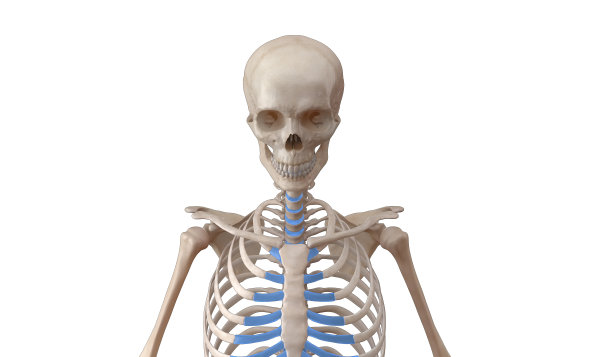 上骨骼医学插图图片下载