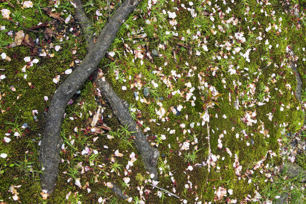 樱花落在大树的根部，雨水落下，季节变化的概念，抽象照片图片下载