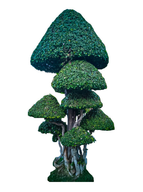 暹罗粗灌木，牙刷树，山杨树。，观赏植物，药用植物，模切，白底，分离图片下载